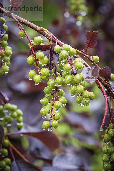 Botanischer Garten Botanische Amerika grün Wachstum blühen Beerenobst Verbindung Alaska Fairbanks