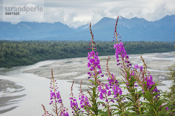 Hintergrund Fluss Alaska Susitna Flats State Game Refuge Weidenröschen
