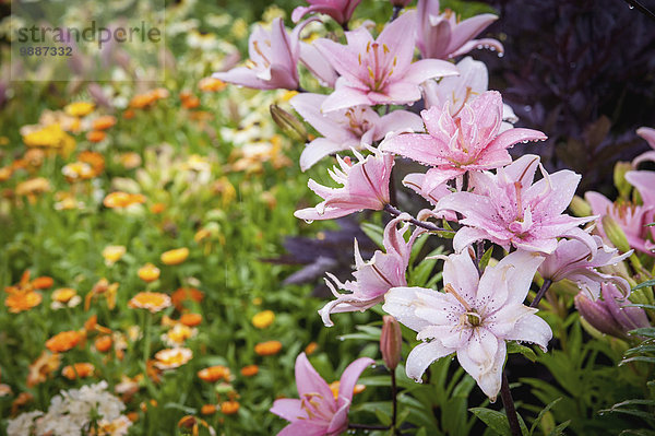 Botanischer Garten Botanische Wachstum pink Lilie Alaska Fairbanks