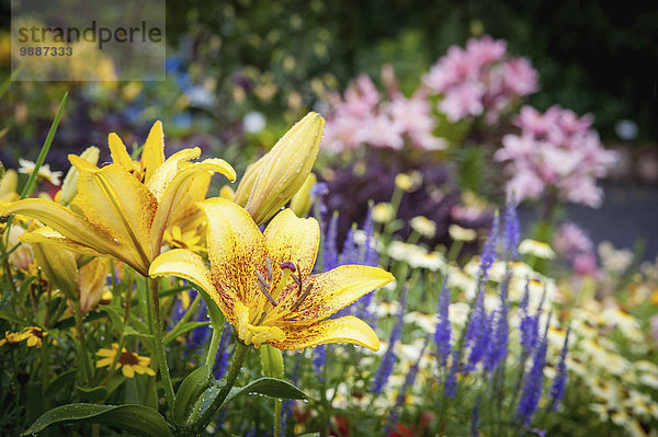 Botanischer Garten Botanische gelb Wachstum Alaska Lilie