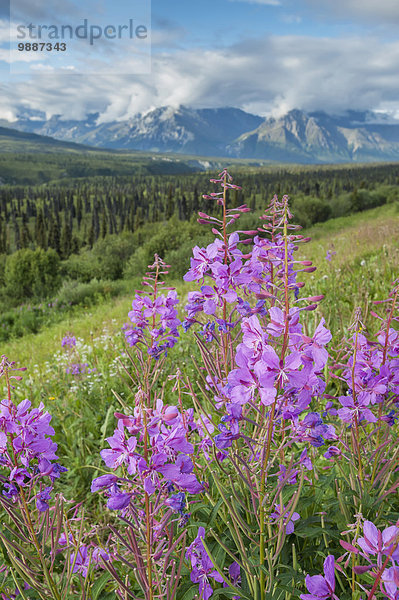 nahe Landschaftlich schön landschaftlich reizvoll Sommer Landschaft Fokus auf den Vordergrund Fokus auf dem Vordergrund Ansicht Alaska Weidenröschen