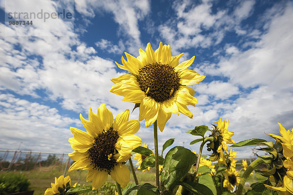 nahe Sonnenblume helianthus annuus Sommer Bauernhof Hof Höfe Wachstum Alaska