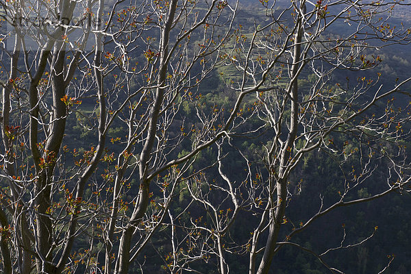 Baum Nevada Frühling Andalusien Spanien