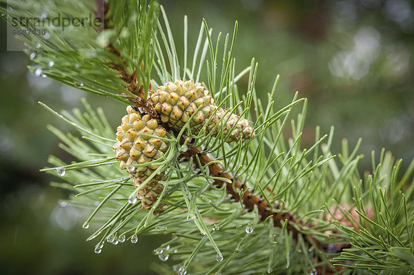 kegelförmig Kegel Amerika Wachstum Ast Kiefer Pinus sylvestris Kiefern Föhren Pinie Verbindung Alaska Fairbanks