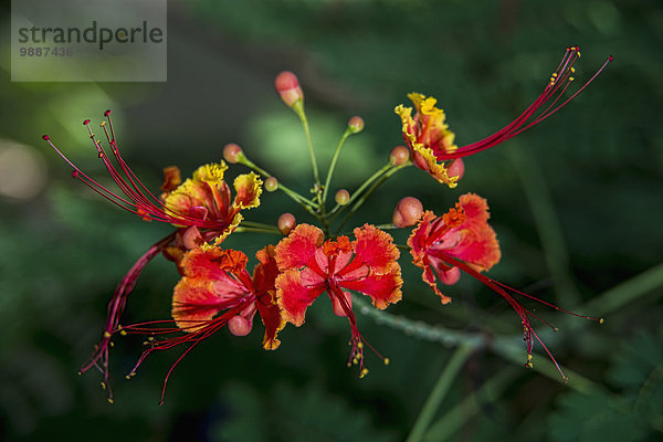 Stolz Westindische Inseln Barbados