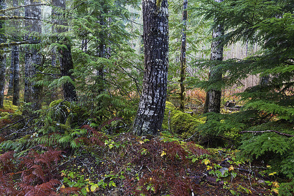 Fernverkehrsstraße Wald Fluss vorwärts British Columbia Kanada Chilliwack