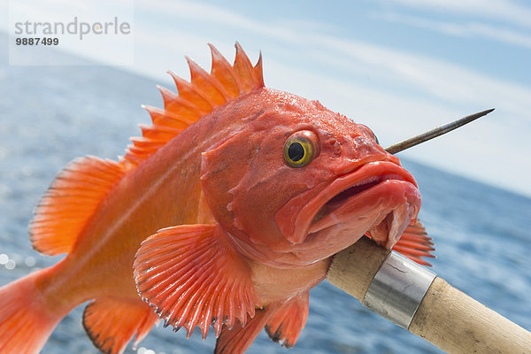 Farbaufnahme Farbe Fisch Pisces fangen Helligkeit British Columbia Kanada Ende