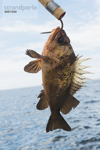 Fisch Pisces fangen British Columbia Kanada Ende