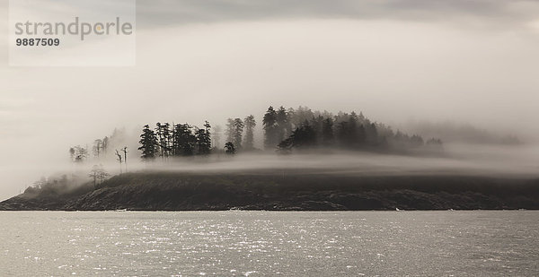 Küste Nebel Insel Kiefer Pinus sylvestris Kiefern Föhren Pinie Wolkengebilde British Columbia Kanada