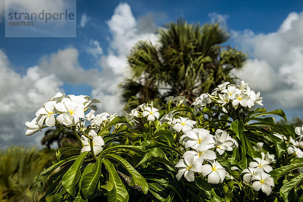 Westindische Inseln