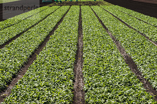 Gepflügtes Feld Bauernhof Hof Höfe Feld anpflanzen Salat British Columbia Kanada Surrey