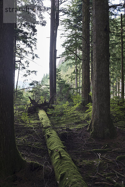 bedecken Baum Boden Fußboden Fußböden Aufgabe British Columbia Kanada Moos Regenwald