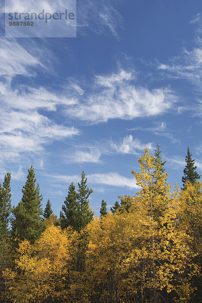 Farbaufnahme Farbe Wolke Baum Himmel Herbst blau Alberta Calgary Kanada