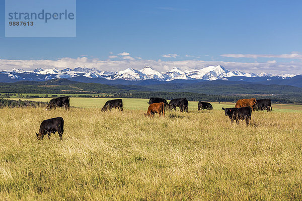 rollen Wolke Himmel Hügel grün Hintergrund Feld Rind blau Alberta Kanada grasen