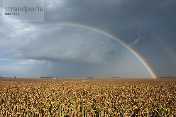 Mais Zuckermais Kukuruz Amerika ernten Verbindung Minnesota Regenbogen