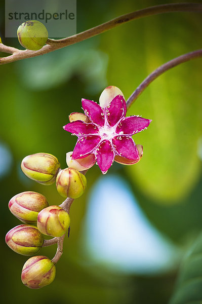 Blume blühen Knospe Stängel Baumstamm Stamm Brunei