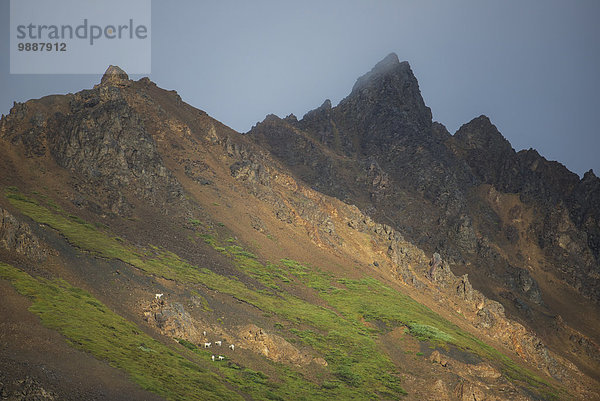 Dallschaf Ovis dalli Nationalpark Landschaftlich schön landschaftlich reizvoll Berg Felsen Sommer Schaf Ovis aries Ansicht Denali Nationalpark