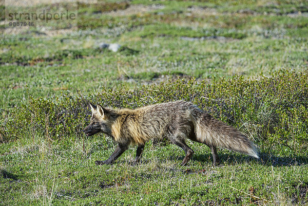 Nationalpark überqueren gehen Denali Nationalpark Kreuz Fuchs Tundra