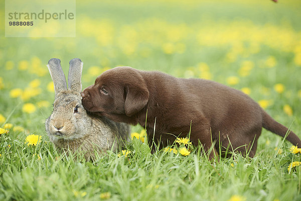 Labrador Welpe und Hase  Oberpfalz  Bayern  Deutschland  Europa