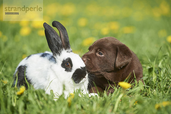 Labrador Welpe und Hase  Oberpfalz  Bayern  Deutschland  Europa