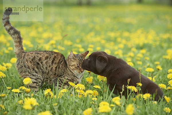 Labrador Welpe und Katze  Oberpfalz  Bayern  Deutschland  Europa