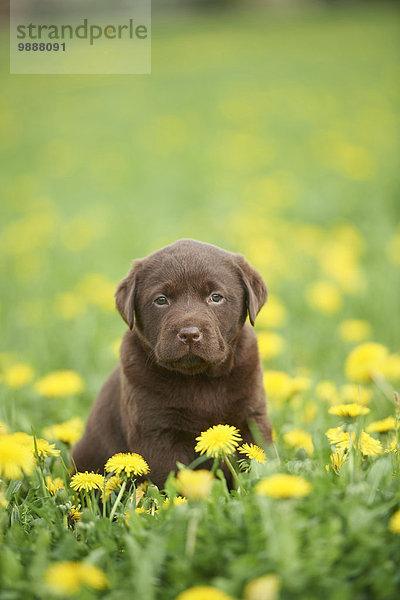 Labrador Welpe  Oberpfalz  Bayern  Deutschland  Europa