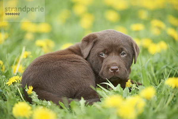 Labrador Welpe  Oberpfalz  Bayern  Deutschland  Europa