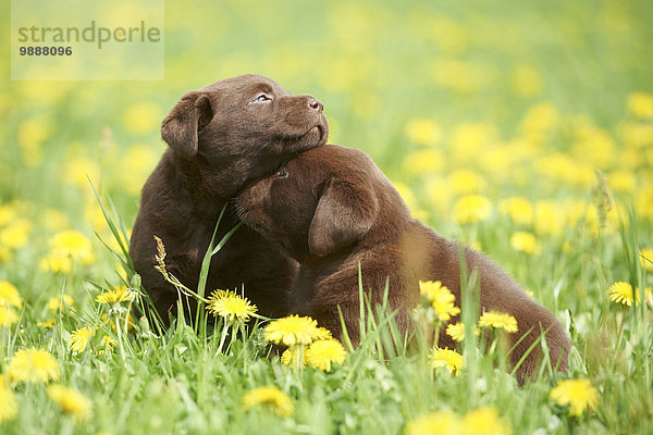 Labrador Welpen  Oberpfalz  Bayern  Deutschland  Europa