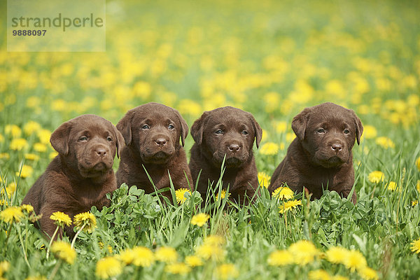 Labrador Welpen  Oberpfalz  Bayern  Deutschland  Europa