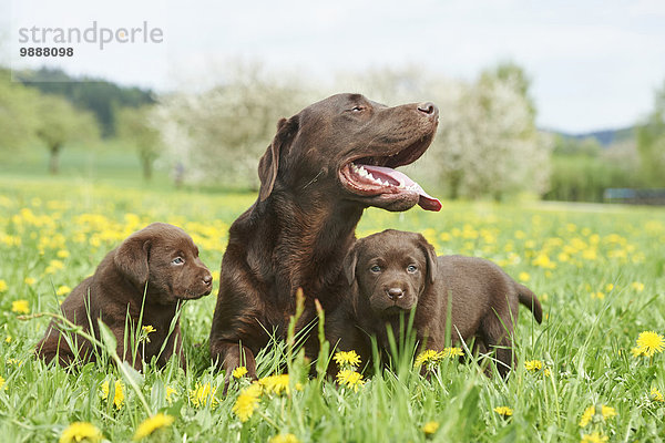 Labrador und Welpen  Oberpfalz  Bayern  Deutschland  Europa