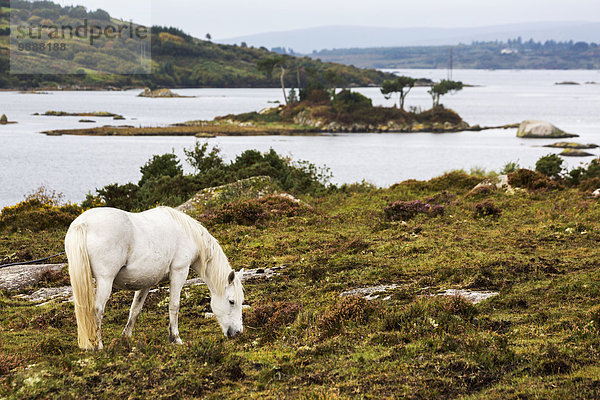 weiß Hintergrund Feld Insel 1 Bucht Clifden County Galway Irland