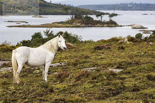 weiß Hintergrund Feld Insel 1 Bucht Clifden County Galway Irland