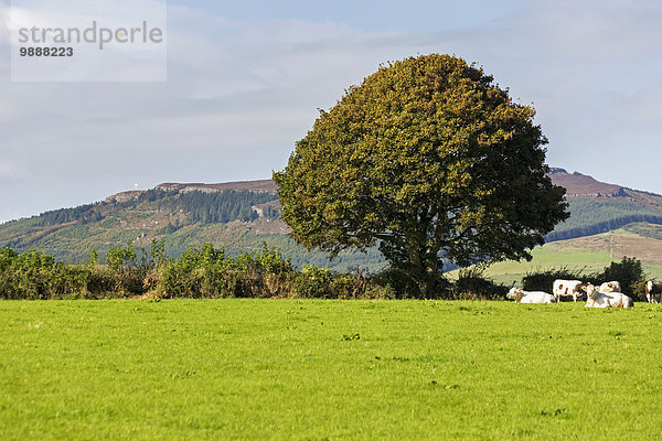 Baum Himmel grün Hintergrund Feld Rind blau groß großes großer große großen Hügel Wiese County Tipperary Irland