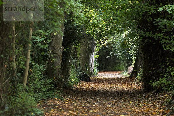 entfernt bedecken Pflanzenblatt Pflanzenblätter Blatt Weg Wald Sonnenlicht Dummheit County Tipperary Irland