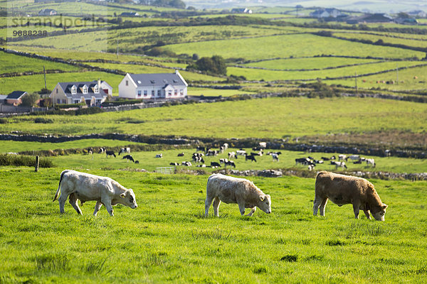 Hausrind Hausrinder Kuh zuhören Hintergrund Feld Rind 3 Hügel Wiese Clare County grasen Irland