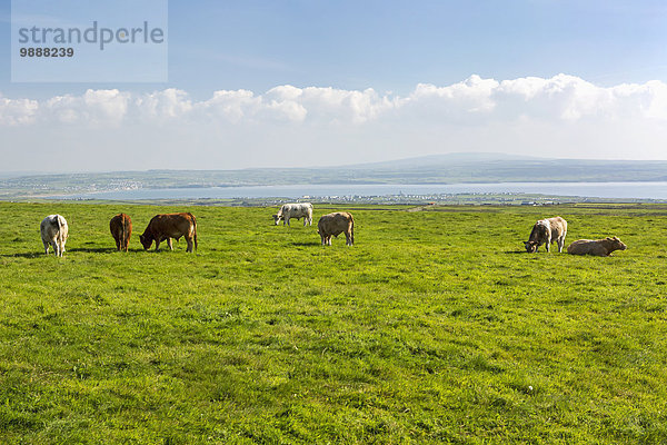 entfernt Wolke Himmel Feld Rind blau Gras Clare County Bucht grasen Irland
