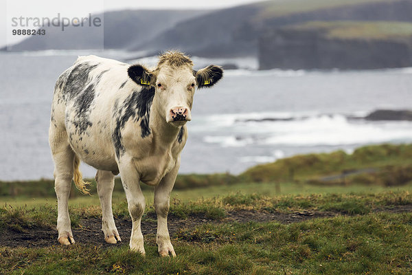 Hausrind Hausrinder Kuh entfernt Felsen Steilküste Küste Nebel Ignoranz Close-up Wiese Clare County Irland