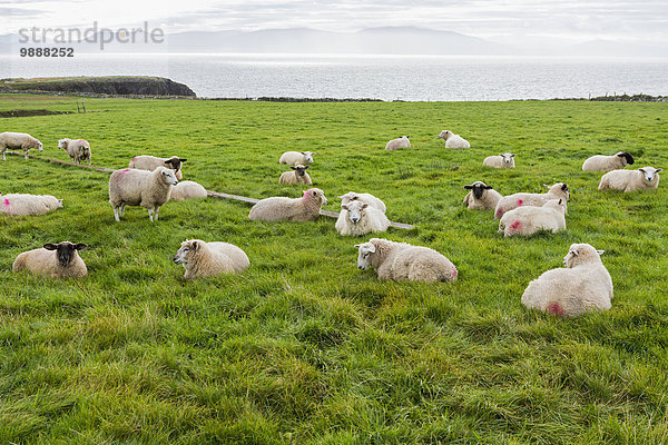 entfernt Schaf Ovis aries Ignoranz Feld Gras Kerry County Bucht Dingle grasen Irland