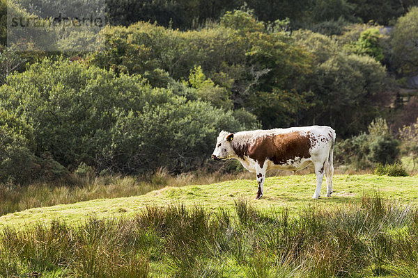 Hausrind Hausrinder Kuh Anschnitt stehend Hügel Gras County Galway Irland