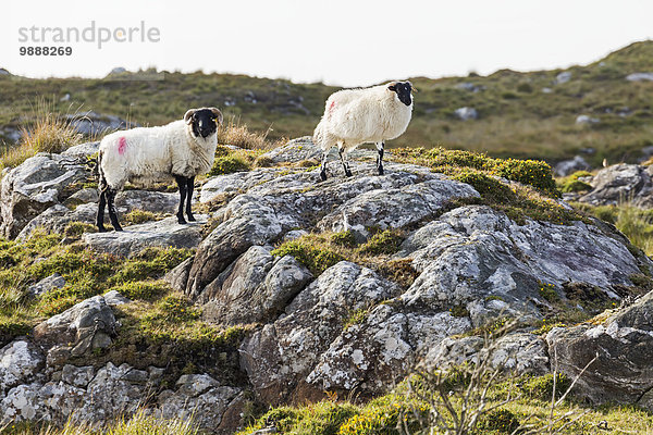 stehend Felsen Schaf Ovis aries Feld Hügel County Galway Irland