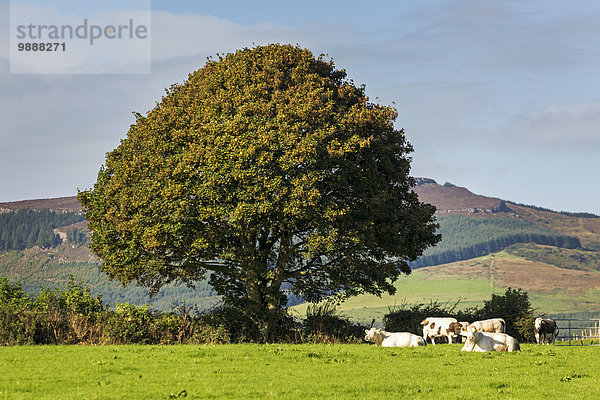 Baum Himmel grün Hintergrund Feld Rind blau groß großes großer große großen Hügel Gras County Tipperary Irland