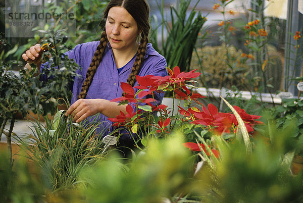 Vereinigte Staaten von Amerika USA Landwirtschaft Pflanze Gartenbau Fürsorglichkeit Botaniker Botanik Treibhaus Universität