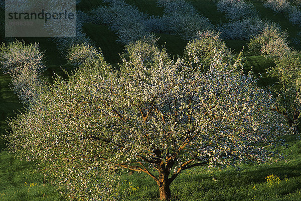 Vereinigte Staaten von Amerika USA rollen Baum Landwirtschaft blühen Obstgarten Apfel Reihe voll Wisconsin