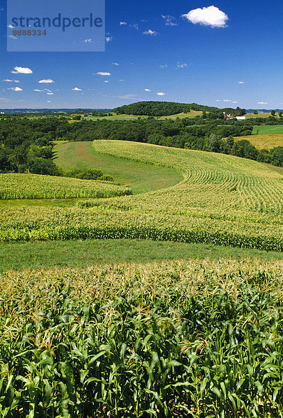 Mais Zuckermais Kukuruz Vereinigte Staaten von Amerika USA entfernt nahe rollen Getreide Hügel Landwirtschaft Wachstum Mittelpunkt Bauernhof Hof Höfe Methode verringern Konsequenz Arkadien Erosion Wisconsin