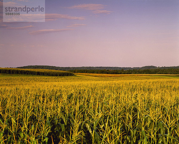 Vereinigte Staaten von Amerika USA nahe Kornfeld rollen Getreide Sommer Beleuchtung Licht spät Landwirtschaft Wachstum Mittelpunkt Bildsequenz Nachmittag 1 3 Wisconsin