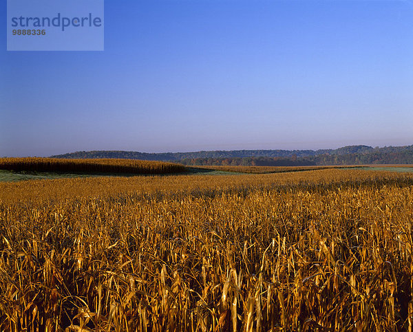 Vereinigte Staaten von Amerika USA nahe Kornfeld rollen Getreide Beleuchtung Licht Herbst Bildsequenz Nachmittag 2 3 Wisconsin