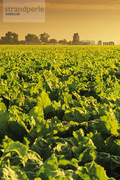 Vereinigte Staaten von Amerika USA entfernt nahe Getreide Beleuchtung Licht Gesundheit Start spät Landwirtschaft ernten reifer Erwachsene reife Erwachsene Feld Zucker Rübe Aufzugsanlage Nachmittag North Dakota