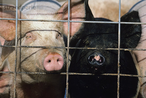 Vereinigte Staaten von Amerika USA Freiheit offen Zaun Metalldraht 2 Schnauze Iowa vieh Schwein Holzstock Stock