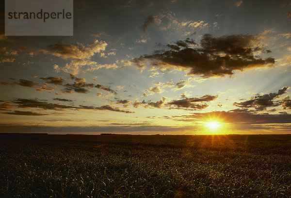 Vereinigte Staaten von Amerika USA Sonnenuntergang über spät grün Landwirtschaft Nutzpflanze Wachstum Nostalgie Mittelpunkt Weizen North Dakota