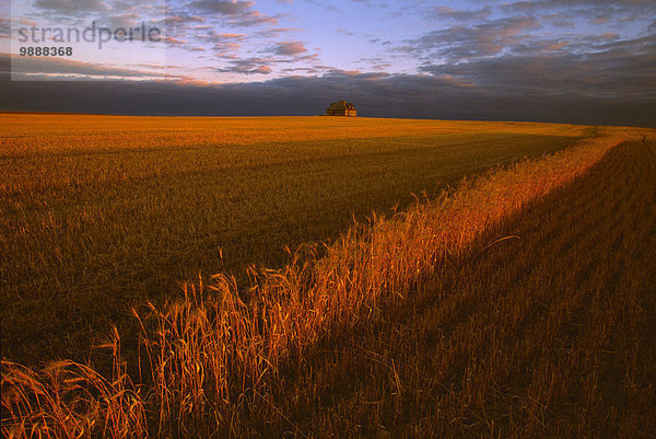 Vereinigte Staaten von Amerika USA nahe Sonnenstrahl Wohnhaus Landwirtschaft ernten Hintergrund Fokus auf den Vordergrund Fokus auf dem Vordergrund verlassen 1 Weizen Weizenfeld North Dakota alt